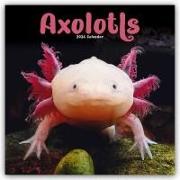 Axolotls - Mexikanischer Schwanzlurch 2024 - 16-Monatskalender