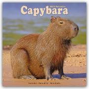 Capybara - Wasserschwein 2024 - 16-Monatskalender