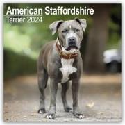 American Staffordshire Terrier Calendar 2024 Square Dog Breed Wall Calendar - 16 Month