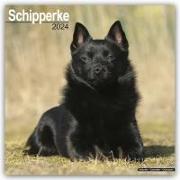 Schipperke Calendar 2024 Square Dog Breed Wall Calendar - 16 Month