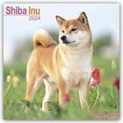 Shiba Inu Calendar 2024 Square Dog Breed Wall Calendar - 16 Month
