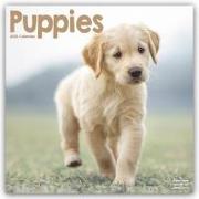 Puppies - Welpen 2024 16-Monatskalender