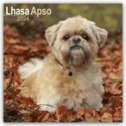 Lhasa Apso - Lhasaterrier 2024 - 16-Monatskalender