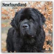 Newfoundland Calendar 2024 Square Dog Breed Wall Calendar - 16 Month