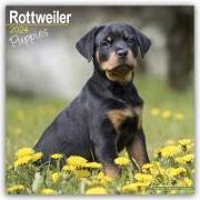 Rottweiler Puppies Calendar 2024 Square Dog Puppy Breed Wall Calendar - 16 Month