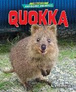 Quokka