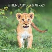 Tierbabys 2024 - Broschürenkalender 30x30 cm (30x60 geöffnet) - Kalender mit Platz für Notizen - Baby Animals - Bildkalender - Wandplaner - Alpha Edition