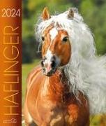 Haflinger 2024