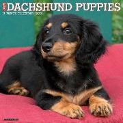 Just Dachshund Puppies 2024 12 X 12 Wall Calendar