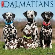 Just Dalmatians 2024 12 X 12 Wall Calendar