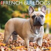 Just French Bulldogs 2024 12 X 12 Wall Calendar