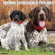 Just German Shorthaired Pointers 2024 12 X 12 Wall Calendar