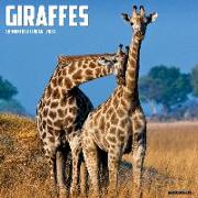 Giraffes 2024 12 X 12 Wall Calendar