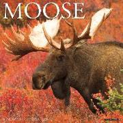 Moose 2024 12 X 12 Wall Calendar