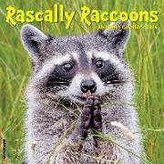 Rascally Raccoons 2024 12 X 12 Wall Calendar