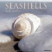 Seashells 2024 12 X 12 Wall Calendar