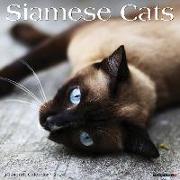 Siamese Cats 2024 12 X 12 Wall Calendar