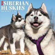 Just Siberian Huskies 2024 12 X 12 Wall Calendar