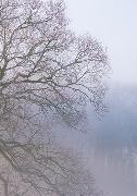 Eschbacher Textkarte. Baum im Nebel