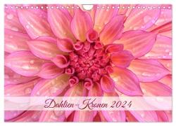 Dahlien-Kronen (Wandkalender 2024 DIN A4 quer), CALVENDO Monatskalender