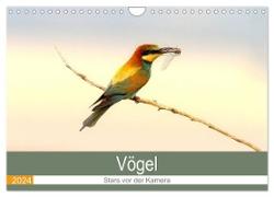 Vögel Stars vor der Kamera (Wandkalender 2024 DIN A4 quer), CALVENDO Monatskalender