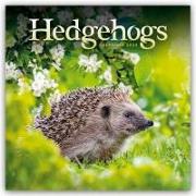 Hedgehogs - Igel 2024