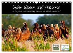 Unter Geiern auf Mallorca: Ein Projekt der Naturschutzstiftung Vida Silvestre Mediterránea (Wandkalender 2024 DIN A3 quer), CALVENDO Monatskalender