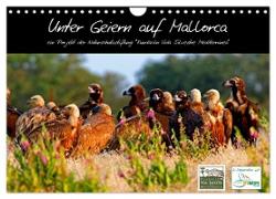 Unter Geiern auf Mallorca: Ein Projekt der Naturschutzstiftung Vida Silvestre Mediterránea (Wandkalender 2024 DIN A4 quer), CALVENDO Monatskalender