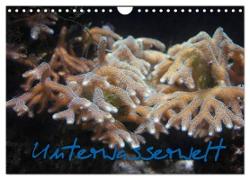 Unterwasserwelt (Wandkalender 2024 DIN A4 quer), CALVENDO Monatskalender