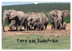 Tiere aus Südafrika (Wandkalender 2024 DIN A4 quer), CALVENDO Monatskalender