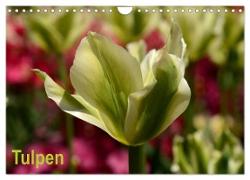 Tulpen (Wandkalender 2024 DIN A4 quer), CALVENDO Monatskalender