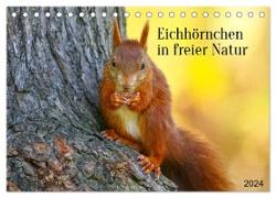 Eichhörnchen in freier Natur (Tischkalender 2024 DIN A5 quer), CALVENDO Monatskalender