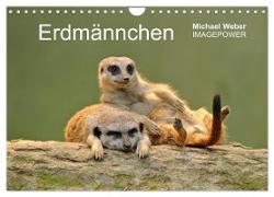 Erdmännchen - Tierkinder (Wandkalender 2024 DIN A4 quer), CALVENDO Monatskalender