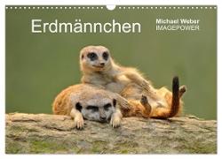 Erdmännchen - Tierkinder (Wandkalender 2024 DIN A3 quer), CALVENDO Monatskalender