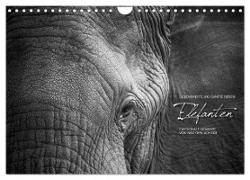 Emotionale Momente: Elefanten in black & white (Wandkalender 2024 DIN A4 quer), CALVENDO Monatskalender