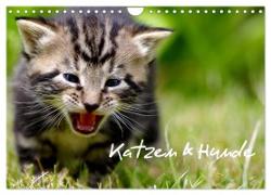 Katzen & Hunde (Wandkalender 2024 DIN A4 quer), CALVENDO Monatskalender
