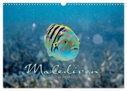 Unterwasserwelt der Malediven II (Wandkalender 2024 DIN A3 quer), CALVENDO Monatskalender
