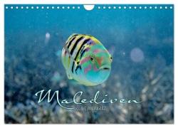Unterwasserwelt der Malediven II (Wandkalender 2024 DIN A4 quer), CALVENDO Monatskalender