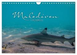 Unterwasserwelt der Malediven I (Wandkalender 2024 DIN A4 quer), CALVENDO Monatskalender