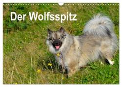 Der Wolfsspitz (Wandkalender 2024 DIN A3 quer), CALVENDO Monatskalender