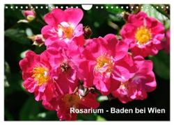 Baden bei Wien - Rosarium (Wandkalender 2024 DIN A4 quer), CALVENDO Monatskalender