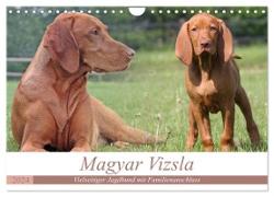 Magyar Vizsla - Vielseitiger Jagdhund mit Familienanschluss (Wandkalender 2024 DIN A4 quer), CALVENDO Monatskalender