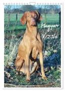 Magyar Vizsla (Wandkalender 2024 DIN A4 hoch), CALVENDO Monatskalender