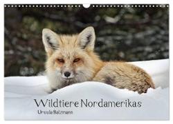 Wildtiere Nordamerikas (Wandkalender 2024 DIN A3 quer), CALVENDO Monatskalender