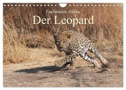 Faszination Afrika: Der Leopard (Wandkalender 2024 DIN A4 quer), CALVENDO Monatskalender