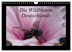 Die Wildbienen Deutschlands (Wandkalender 2024 DIN A4 quer), CALVENDO Monatskalender