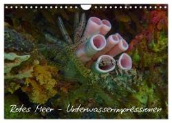 Rotes Meer - Unterwasserimpressionen (Wandkalender 2024 DIN A4 quer), CALVENDO Monatskalender
