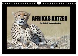 Afrikas Katzen (Wandkalender 2024 DIN A4 quer), CALVENDO Monatskalender