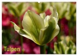 Tulpen (Wandkalender 2024 DIN A2 quer), CALVENDO Monatskalender