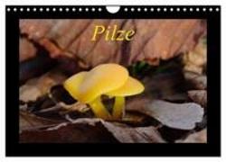 Pilze (Wandkalender 2024 DIN A4 quer), CALVENDO Monatskalender